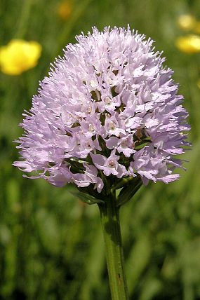 Hlavinka horská (Traunsteinera globosa)