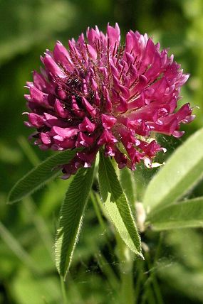 Jetel alpínský (Trifolium alpestre) 
