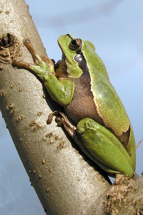 Rosnička zelená (Hyla arborea), foto © Zdeněk Podešva