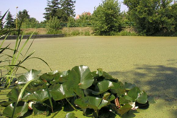 Přírodní památka Tlumačovská tůňka (25.6. 2003), foto © Zdeněk Podešva