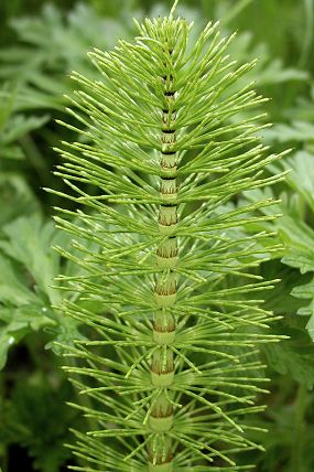 Přeslička obrovská (Equisetum telmateia)
