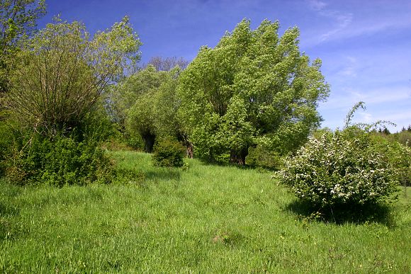 Přírodní památka U Petrůvky (14. 5. 2005), foto © Zdeněk Podešva
