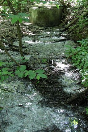 Studna s vyvěrající minerální vodou v PP Zelené údolí (18. 5. 2011)