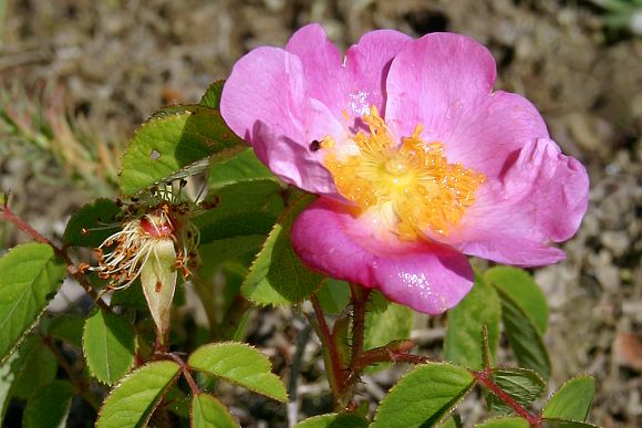Růže galská (Rosa gallica)